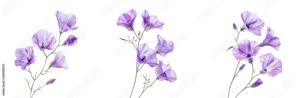 Set of Minimalist monochrome flower with fine, wispy details and semi-transparent overlapping petals on transparent png background. Ai generated Set of Minimalist monochrome flower with fine, wispy details and semi-transparent overlapping petals on transparent png background. Ai generated