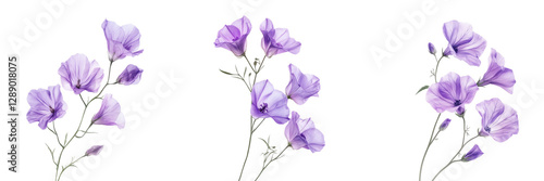 Set of Minimalist monochrome flower with fine, wispy details and semi-transparent overlapping petals on transparent png background. Ai generated