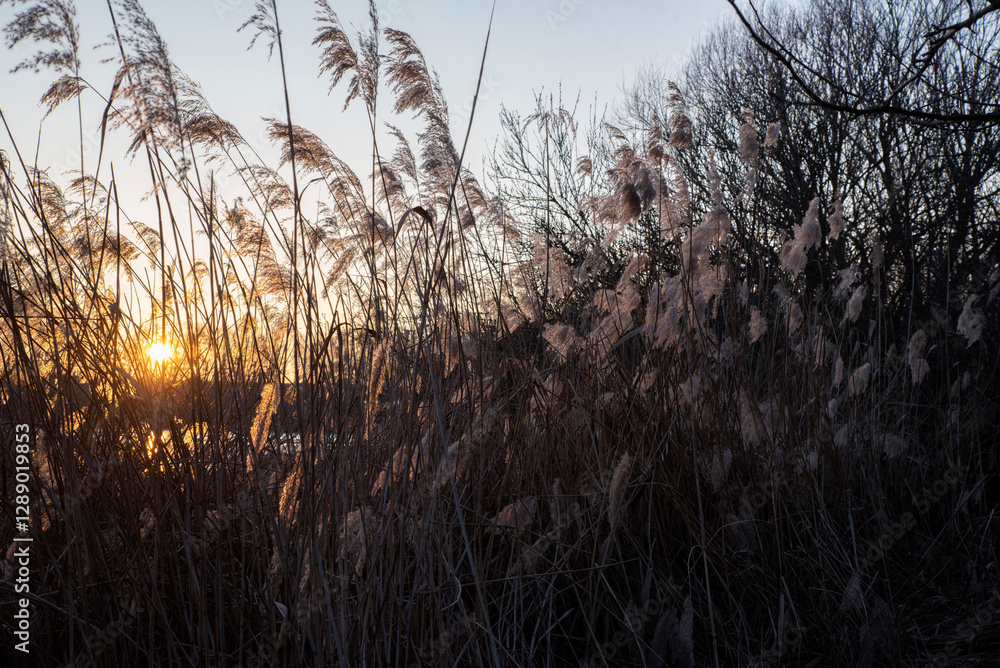 Obraz premium Dried reeds against the sunset