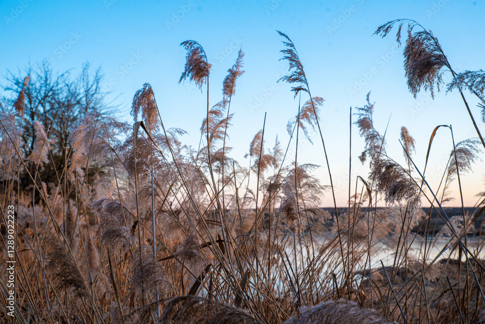 Obraz premium Frosty reeds swaying in the winter wind
