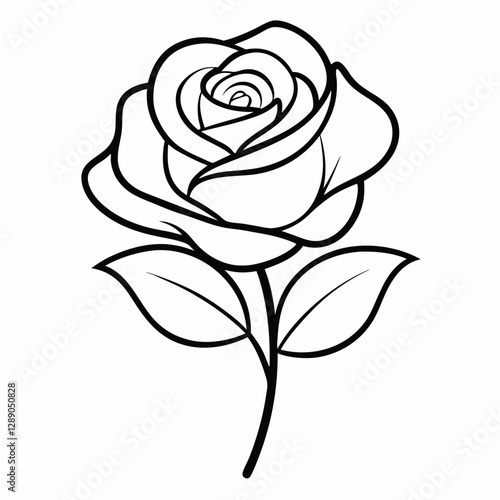 black rose vector illustration