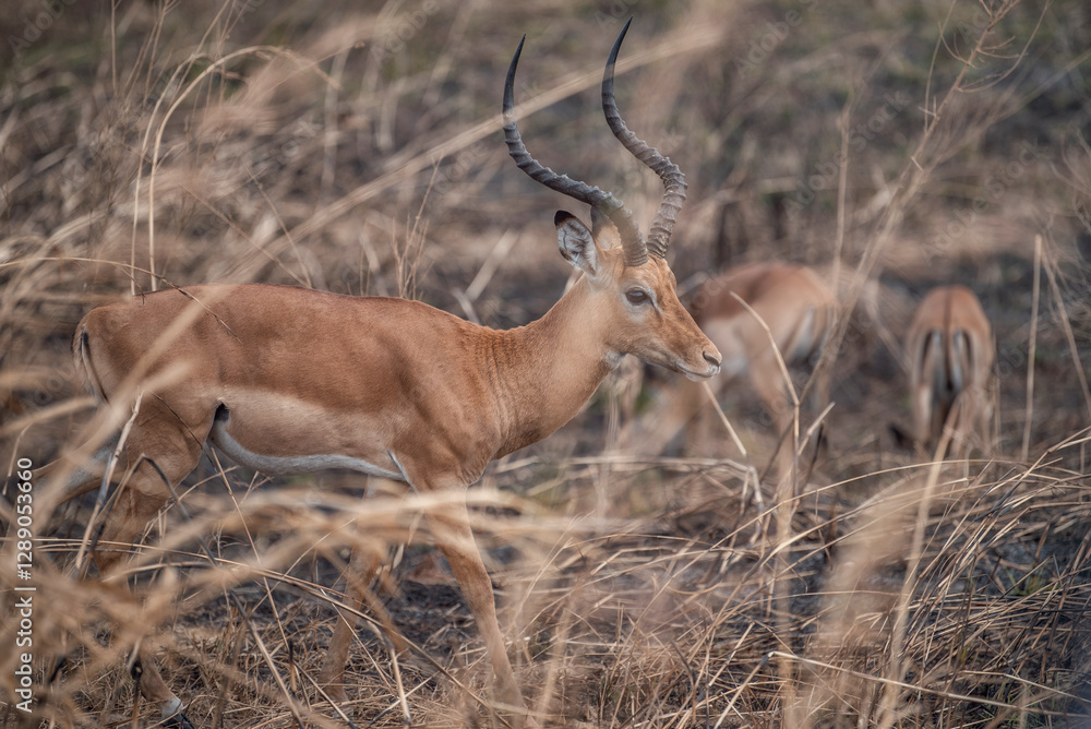 Antelopes hidden among the grasses in Africa Antelopes hidden among the grasses in Africa