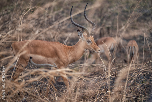 Antelopes hidden among the grasses in Africa