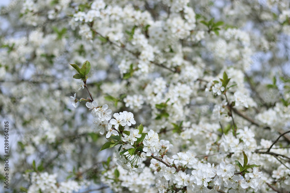 Blooming cherry tree with white flowers on branches. Soft-focus background enhances the natural beauty of springtime, freshness, and seasonal renewal. Blooming cherry tree with white flowers on branches. Soft-focus background enhances the natural beauty of springtime, freshness, and seasonal renewal.