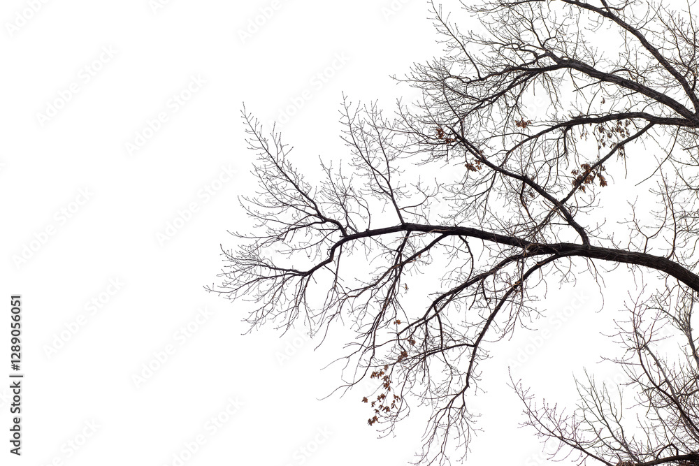 Fototapeta premium Natural large oak branch on transparent background