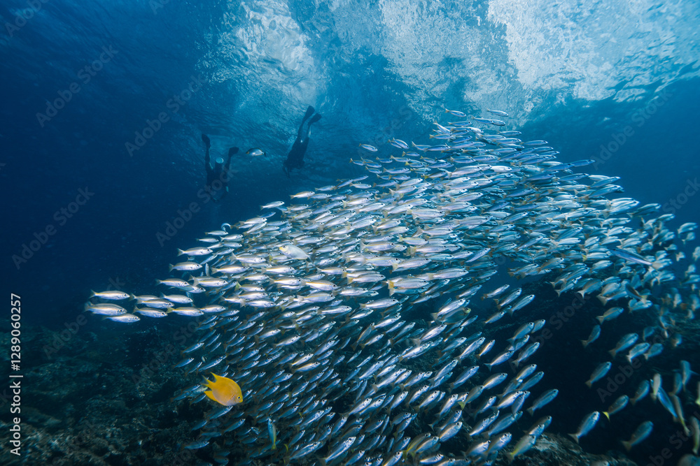 giant School of Fishes over a healthy coral reef