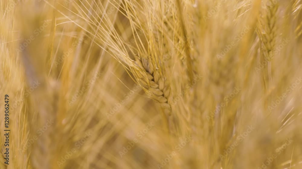 Golden wheat field close-up: Detailed view of ripe wheat stalks swaying in the breeze, showcasing the beauty of Italian agriculture Golden wheat field close-up: Detailed view of ripe wheat stalks swaying in the breeze, showcasing the beauty of Italian agriculture