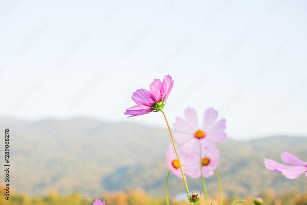 Fototapeta premium Beautiful cosmos flowers blooming in garden,wild pink cosmos flowers in spring day,view of the various cosmos flowers,Selective focus.