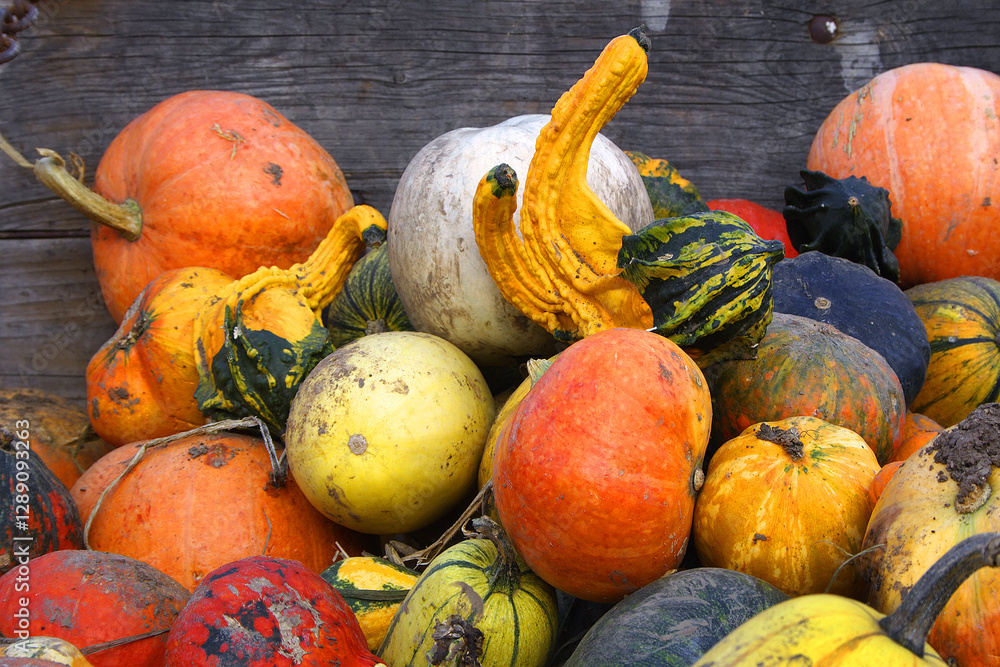 Colorful pumpkins collection