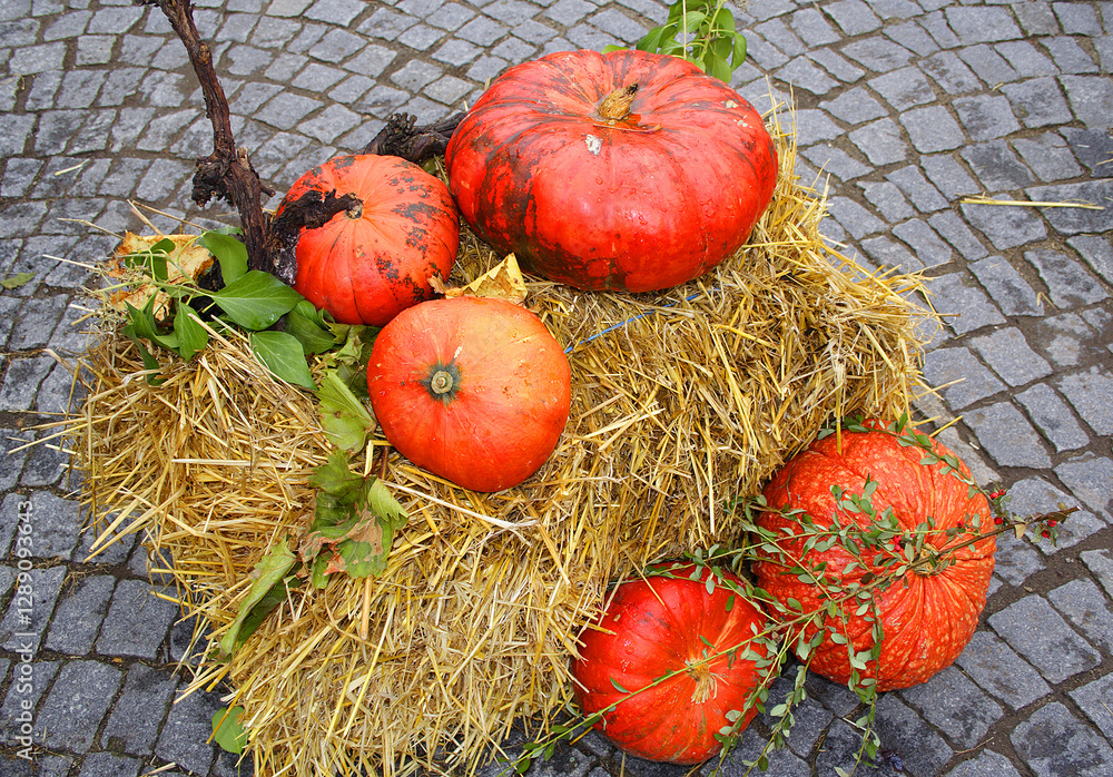 Colorful pumpkins collection