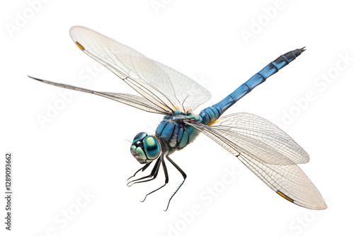 Front view, Blue Dasher, is spreading its wings and flying, isolated on a transparent background