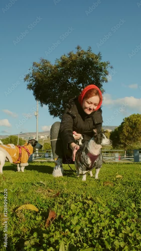 custom made wallpaper toronto digitalA woman in her 20s strolls through a park with two Jack Russell Terrier dogs on leashes, enjoying a sunny day outdoors with her pets