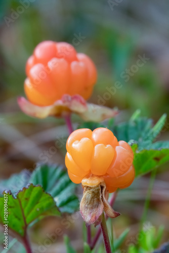 Cloudberry is a delicious berry that grows in the marsh	