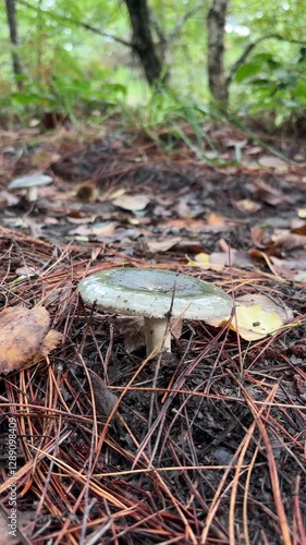 A mushroom is sitting on the ground in a forest. The mushroom is surrounded by leaves and twigs, and it is partially covered by dirt. Concept of natural beauty and tranquility