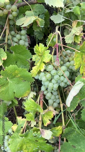White grapes on the vine in a vineyard. Agriculture, work in the field.