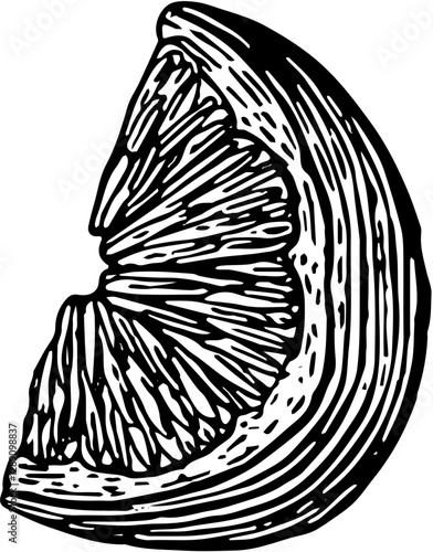 Fruit. Hand drawn vector isolated engraved sketch. Lime