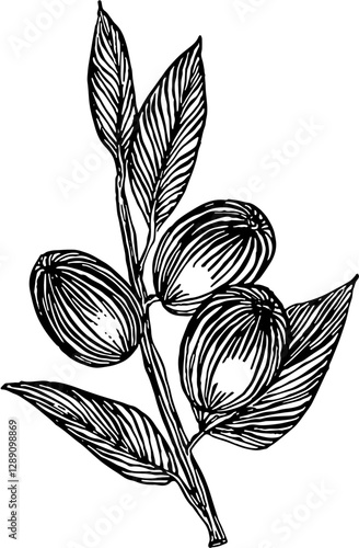 Fruit. Hand drawn vector isolated engraved sketch. Jujube