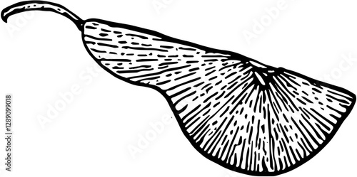 Fruit. Hand drawn vector isolated engraved sketch. Pear