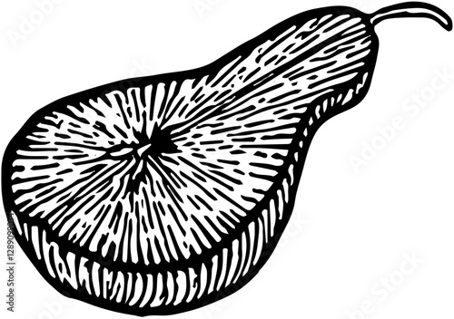 Fruit. Hand drawn vector isolated engraved sketch. Pear
