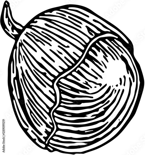 Mamoncillo Fruit. Hand drawn vector isolated engraved sketch.