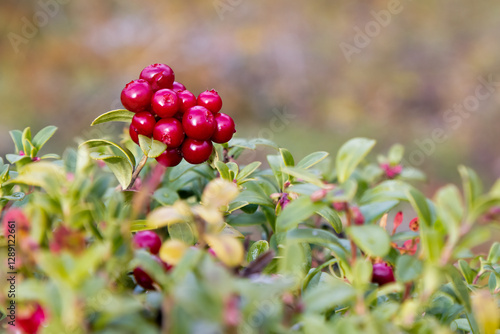 red lingonberries are healthy berries