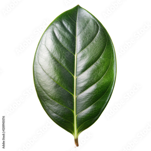 Glossy Magnolia Leaf on White Background