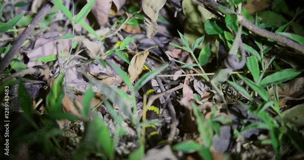 Snake camouflaged in forest undergrowth, surrounded by leaves and twigs. Snake camouflaged in forest undergrowth, surrounded by leaves and twigs.