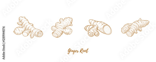 WebVector ginger root and ginger powder line art illustration, graphic line ginger. Ginger powder in the bowl. Ginger piece for tea. Engraving. Ingredient. Great for any designs, textile, art, walls, 
