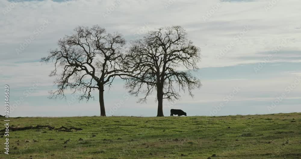 Black cow grazing near oak trees in winter Black cow grazing near oak trees in winter