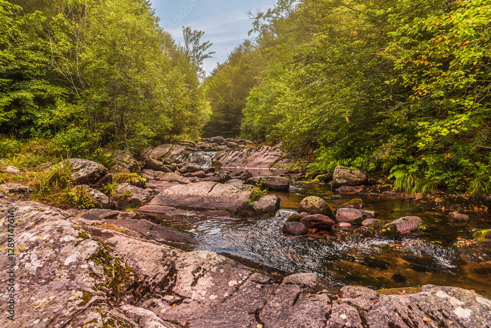 River Stream with Flowing Water in Mountain Forest
