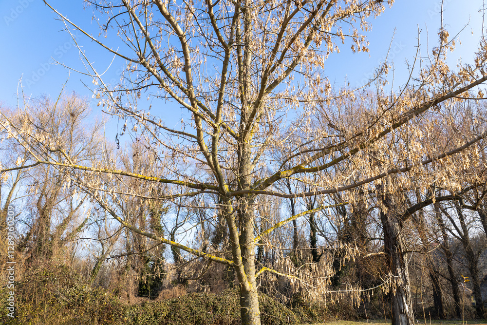Dried maple tree with its seeds hanging from branches in sunlight. Dried maple tree with its seeds hanging from branches in sunlight.