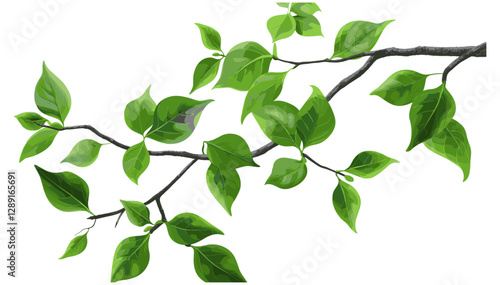 Glossy Green Leaves on Branch Vector, Natural, Fresh Foliage, Botanical, Eco, Spring, Isolated, Elegant, Realistic, Decorative, Lush, Vibrant, Nature, Plant, Illustration