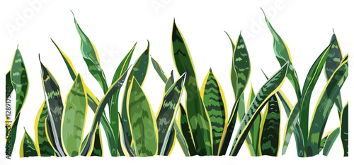 Sansevieria Plants Row, dense green leaves, vector foliage, interior decor, home plants, houseplants, natural greenery, modern gardening, home design, tropical decor