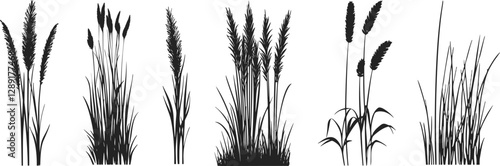 Silhouette of cattails and reeds. Wild grass on the river bank. Swamp coastal plants.