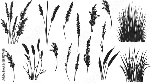Silhouette of cattails and reeds. Wild grass on the river bank. Swamp coastal plants.