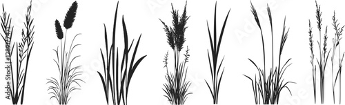 Silhouette of cattails and reeds. Wild grass on the river bank. Swamp coastal plants.