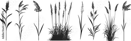 Silhouette of cattails and reeds. Wild grass on the river bank. Swamp coastal plants.