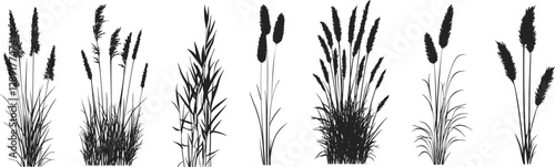 Silhouette of cattails and reeds. Wild grass on the river bank. Swamp coastal plants.