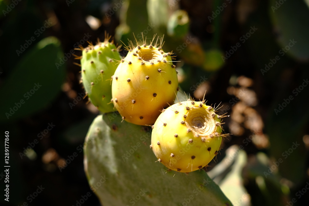 sicilia sicilia