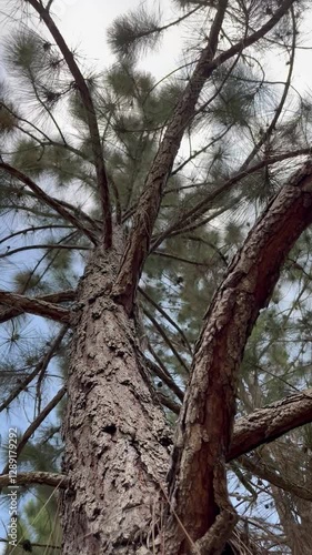 Wallpaper Mural old tree trunk Torontodigital.ca