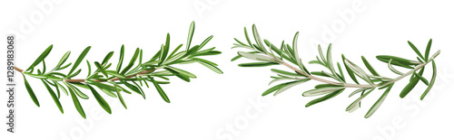 Fresh green rosemary leaves, vector illustration, isolated herb twig, organic spice, aromatic plant, culinary seasoning, natural sprig, kitchen herb, healthy food, fragrant leaves
