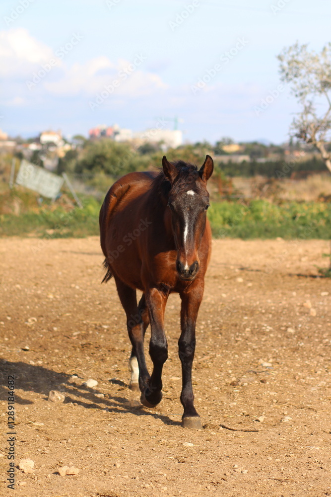 Fototapeta premium Horse. Brown horse on a farm. Horse eats. Beautiful Horse portrait of a horse 
