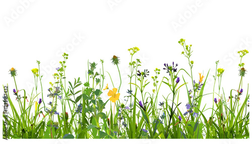 Meadow grass with wild daisies in full flower, vector grass border with wildflowers on transparent background, lush green grass, spring summer nature, white flowers