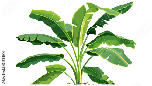 Green Banana Plant with Decayed Leaf, tropical foliage, banana tree, tropical plants, banana leaves, decaying leaf, garden plant, lush greenery, nature background,