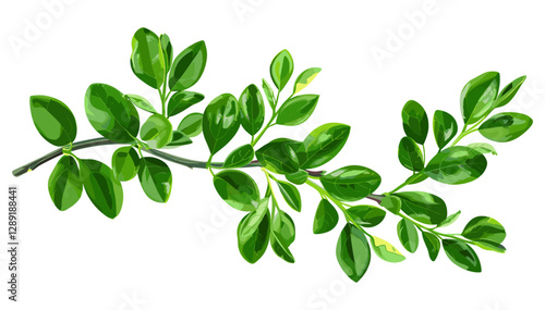 Vector boxwood branch isolated on white, green leaves botanical element, realistic foliage clipart, transparent PNG, evergreen shrub illustration, nature plant design