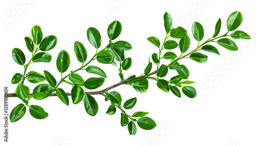 Green boxwood branch vector isolated on white, realistic foliage PNG, botanical shrub clipart, nature leaf sprig, evergreen plant element, garden decor, forest leaves