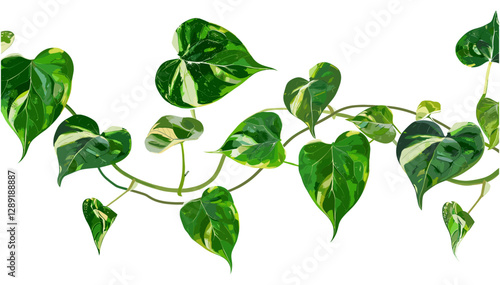 Green Pothos Vines Vector with Heart-Shaped Leaves, Indoor Plant, Tropical Climber, Foliage Decoration, Home Gardening, Fresh Green Leaves, Houseplant Art