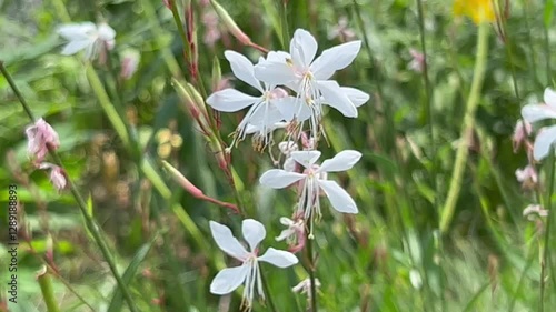 Closeup of Oenothera lindheimeria (Lindheimer's beeblossom) flower in a field photo