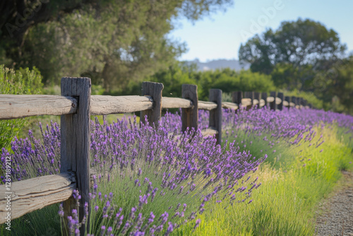 Blooming lavender field with rustic wooden fence in countryside photo