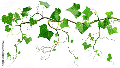 Vine with Leaves and Roots Vector, green botanical artwork, natural plant, ivy stem, organic pattern, decorative foliage, climbing greenery, floral ornament, lush tendrils